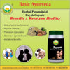 Basic Ayurveda Herbal Param Shaktidayak 30 Capsules | Ayurvedic Herbal Blend for General Wellness and Vitality Support